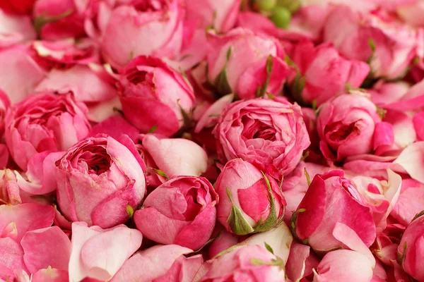 Pétales de thé-roses et bourgeons close-up fond — Photo