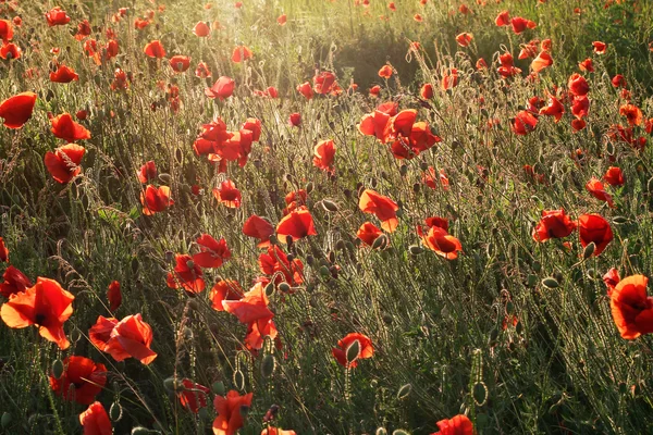 Blooming poppies in the field with backlight — Stock Photo, Image