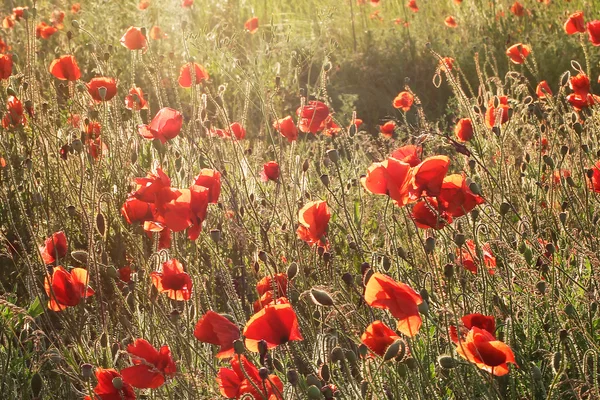 Blooming poppies in sunlight at sunset — Stock Photo, Image