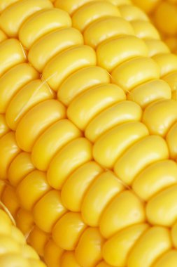 Olgun Mısır yakın çekim