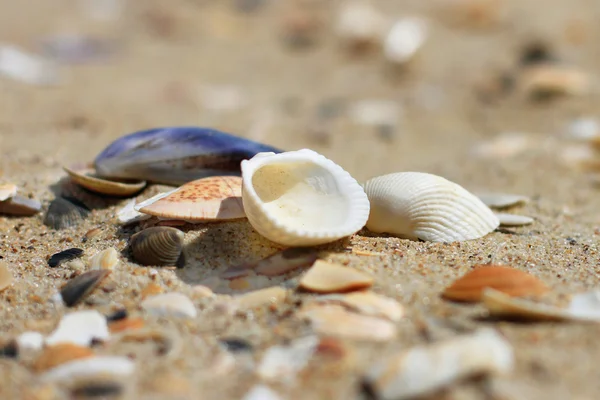 Seashells on sand — Stock Photo, Image