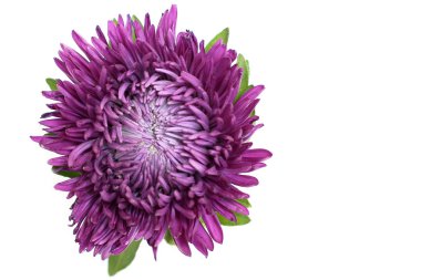 bir mor aster beyaz arka plan üzerinde kapat