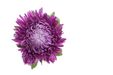 Aster çiçek beyaz zemin üzerine