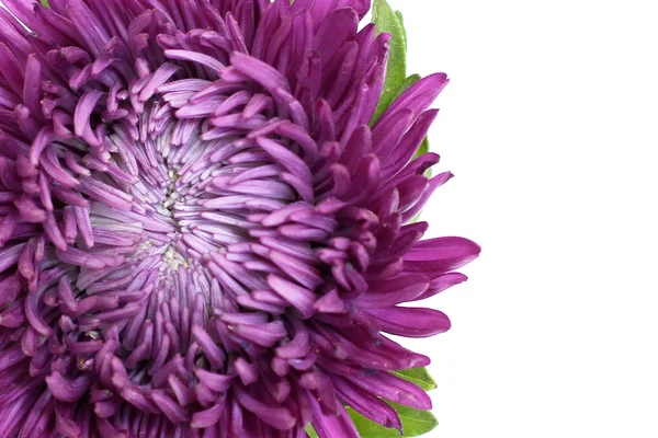 白い背景のテキスト用に紫のアスター クローズ アップ — ストック写真