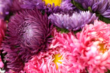 Aster closeup arka plan