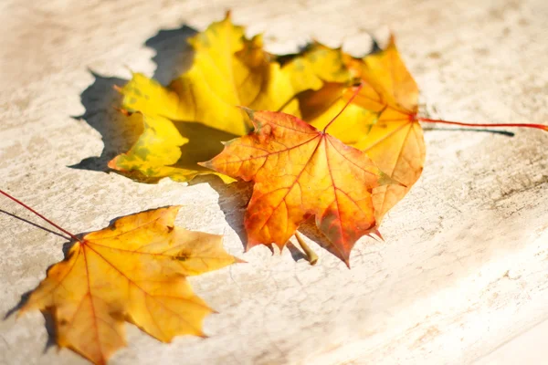 Hojas de otoño — Foto de Stock