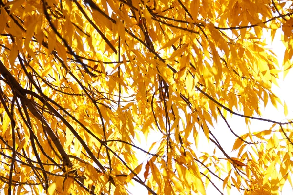 Golden autumn leaves — Stock Photo, Image