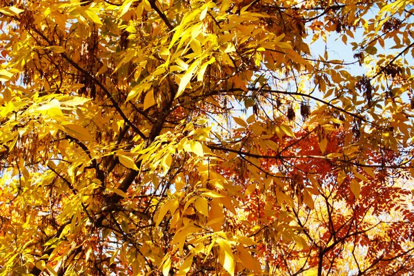 Trees in autumn — Stock Photo, Image