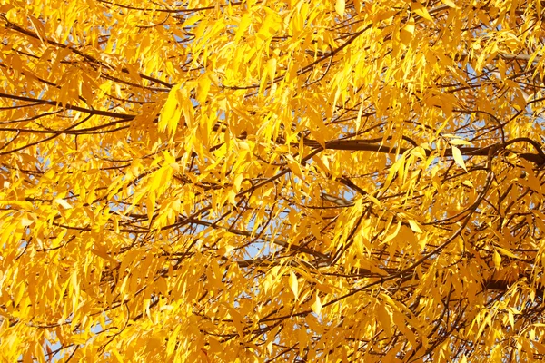 Golden leaves in autumn use as background — Stock Photo, Image