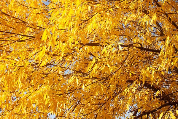 Golden leaves in autumn — Stock Photo, Image