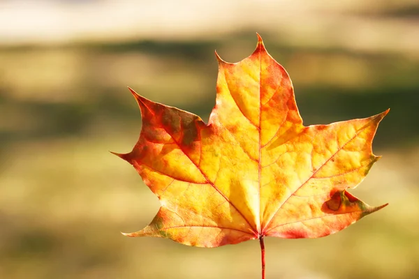 秋の紅葉・自然の美しさ — ストック写真