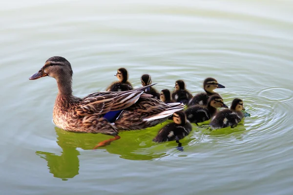 Gölde yüzmeye ördek yavrusu ile ördek