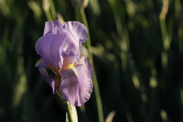 Blühende lila Iris — Stockfoto