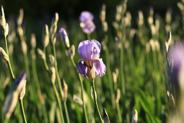 Blühende Iris auf der Wiese — Stockfoto