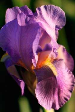 Iris çiçeği