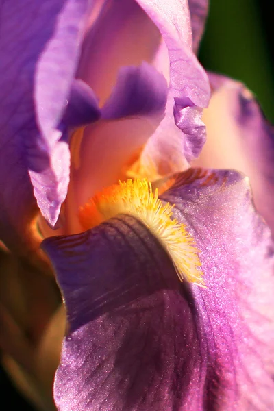 Blühende lila Iris aus nächster Nähe — Stockfoto