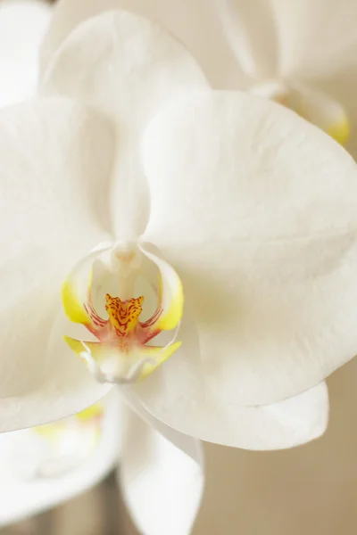 Orchidea - fiore tenero — Foto Stock