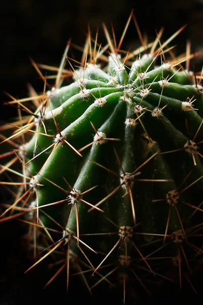 Épines de cactus — Photo