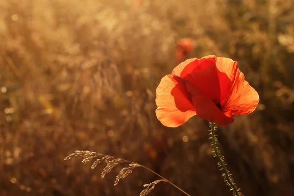 Red poppy in field at sunset — Stock Photo, Image