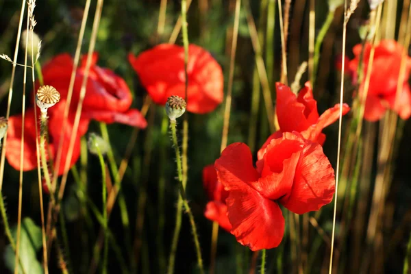 Red poppies — Stock Photo, Image