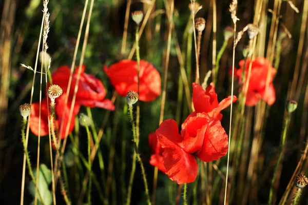 Blooming red poppies in the field use as background — Stock Photo, Image