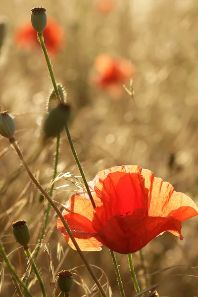 Kırmızı gelincikler tarlada