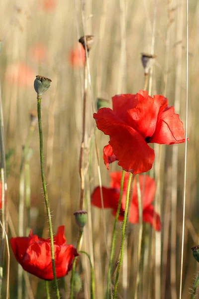 Red poppies — Stock Photo, Image