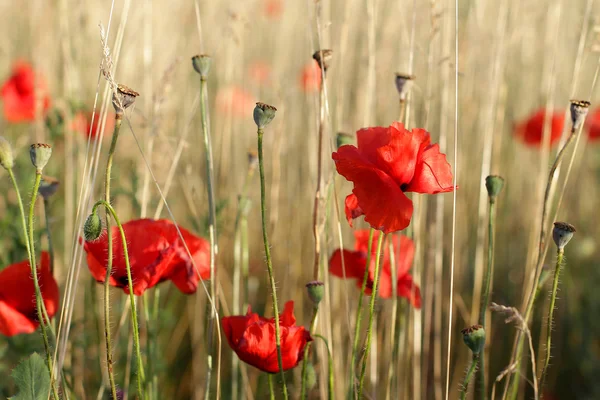 kırmızı gelincikler tarlada