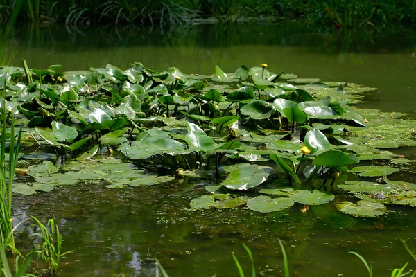 Water lilies in the pond — Stock Photo, Image
