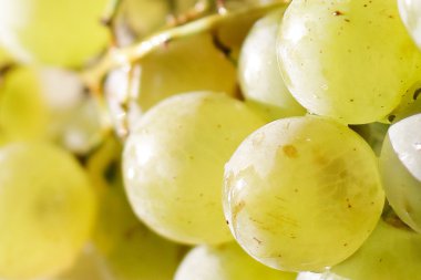 Güneş ışığı closeup üzüm