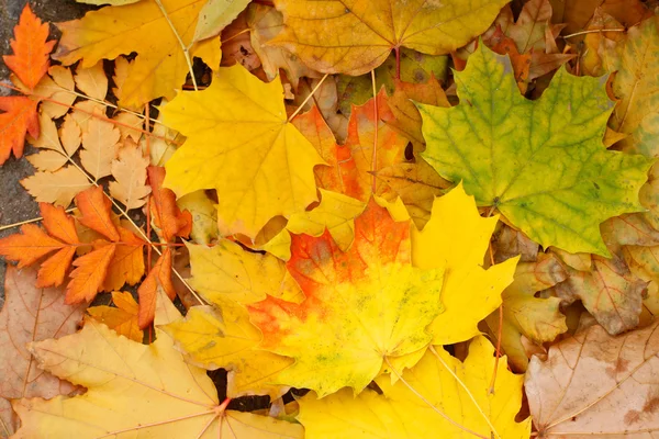 Autumn  Leaves use as background — Stock Photo, Image