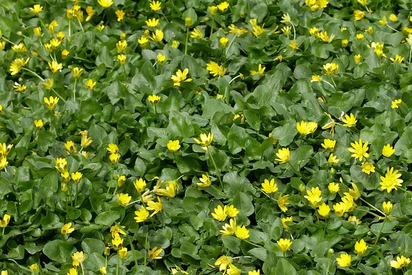 Campo flores marco completo fondo — Foto de Stock