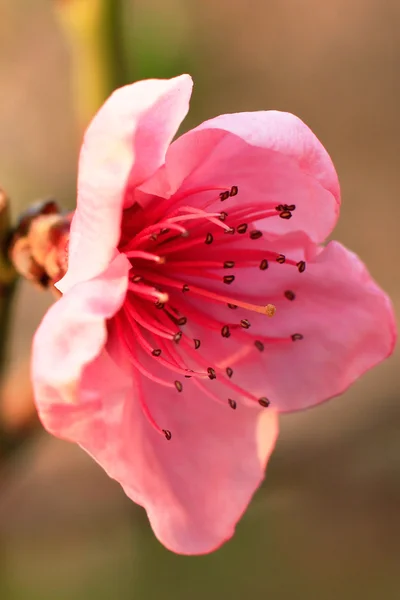 Spring pink flower closeup — Stock Photo, Image