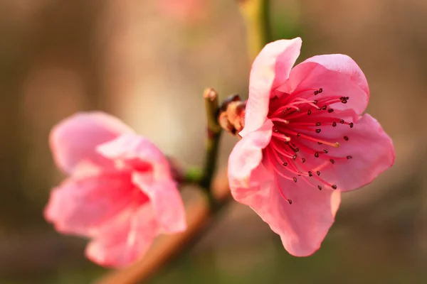 Spring pink flowers in bloom use as background — Stock Photo, Image