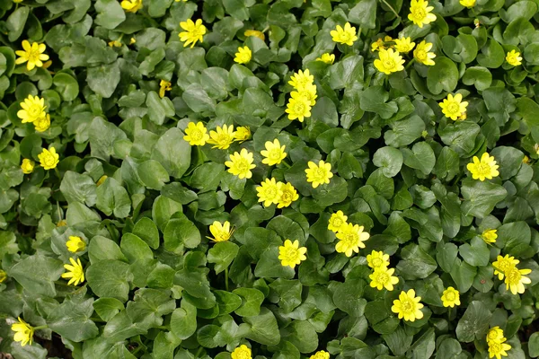 Spring flowers in the field full frame background — Stock Photo, Image