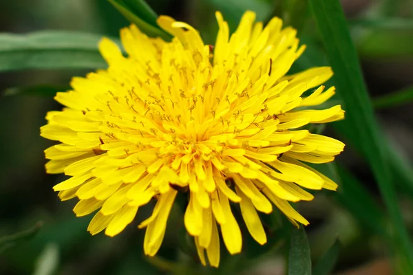 Dandelion - beauty in nature — Stock Photo, Image
