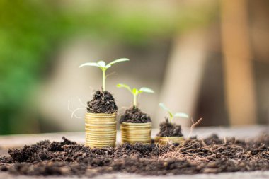 Doğal ışık arka planına sahip madeni para yığınları üzerinde büyüyen küçük ağaç (İş ve finans kavramı)