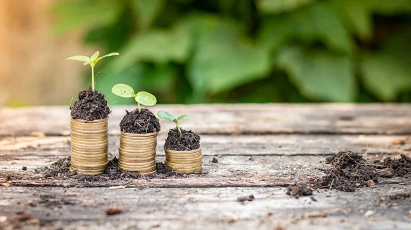 Petit Arbre Poussant Sur Pile Pièces Monnaie Avec Fond Lumière — Photo