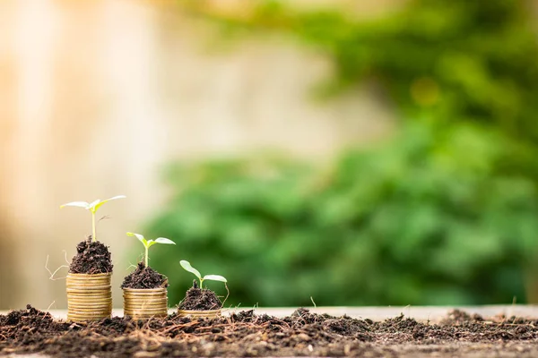 Pequeño Árbol Que Crece Pila Monedas Con Fondo Luz Natural —  Fotos de Stock