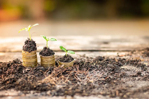 Petit Arbre Poussant Sur Pile Pièces Monnaie Avec Fond Lumière — Photo