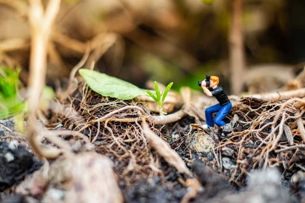 Personas Miniatura Fotógrafo Tomando Pequeño Árbol Bosque Tropical —  Fotos de Stock