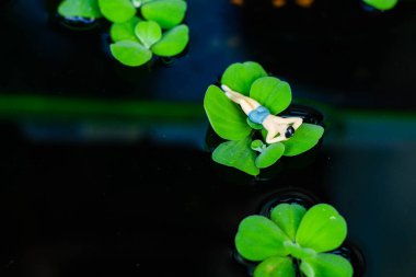 Minyatür insanlar, yüzme havuzunda büyük yeşil yaprak üzerinde dinlenen adam.