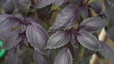 Fesleğen yaprakları bahçede. Fesleğen. Bahçe yatağında güzel kokulu baharatlar yetişir.