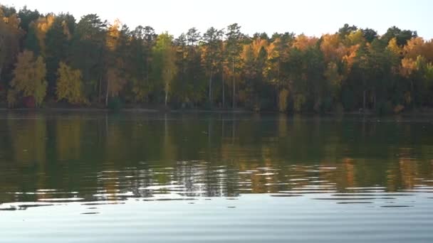 在一片金黄的秋天森林的背景下，河流平静地流过。放松自然景观，生态旅游 — 图库视频影像