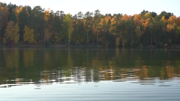 Calm flow of the river against the background of a golden autumn forest. Relaxing natural landscape, ecotourism — Stock Footage Calm flow of the river against the background of a golden autumn forest. Relaxing natural landscape, ecotourism Stock Footage