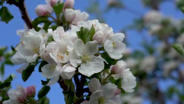 Ape su un albero di mele in fiore. Melo in fiore sullo sfondo di un cielo blu brillante. Le api volano vicino ai rami fioriti — Video Stock