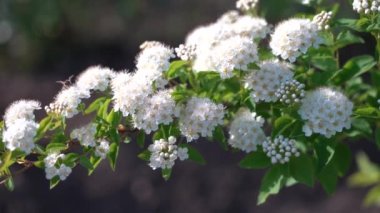 Çiçekli bir filizlenme Physocarpus opulifolius yaz bahçesinde yetişir. Güneşli bir günde Physocarpus opulifolius 'un beyaz çiçeklerindeki arılar