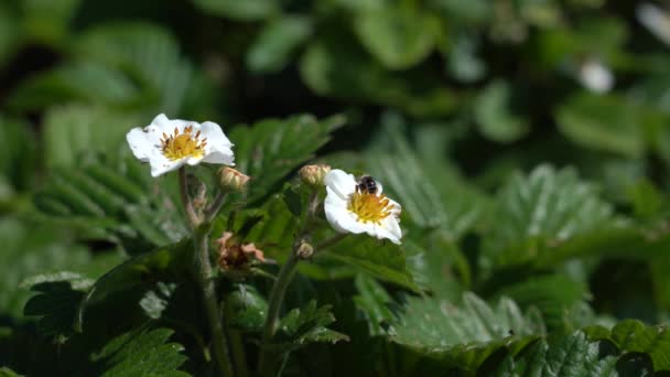 Owady na kwiatach truskawek ogrodowych. Zbliżenie. Pszczoła zbierająca pyłek z kwiatu truskawki — Wideo stockowe