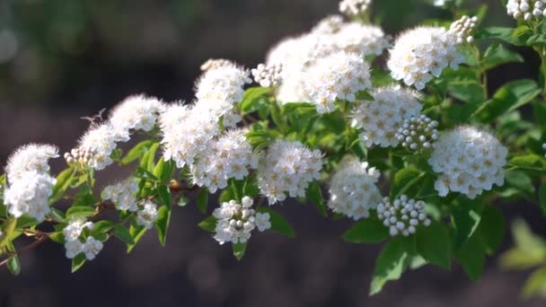 Un tufiș cu flori Physocarpus opulifolius crește în grădina de vară. Albine pe flori albe de Physocarpus opulifolius într-o zi însorită — Videoclip de stoc