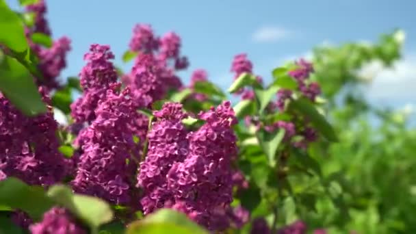 Kvetoucí fialová šeříková květinka se zeleným listem chvějícím se v mírném vánku. Přírodní šeříkové květinové pozadí, makro, close-up, statická kamera. — Stock video